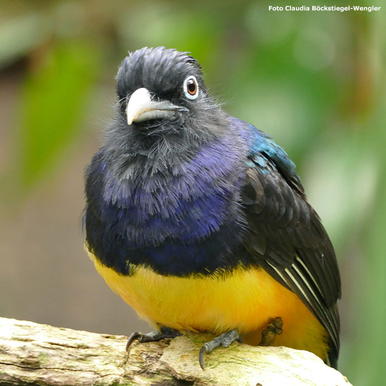 Weißschwanztrogon am 5. Juni 2017 in der Freiflughalle am Vogel-Haus im Wuppertaler Zoo (Foto Claudia Böckstiegel-Wengler)