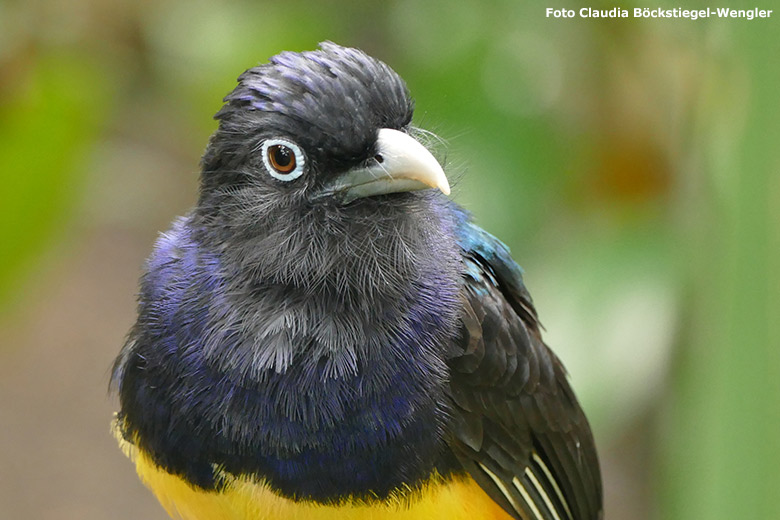 Weißschwanztrogon am 5. Juni 2017 in der Freiflughalle am Vogel-Haus im Grünen Zoo Wuppertal (Foto Claudia Böckstiegel-Wengler)