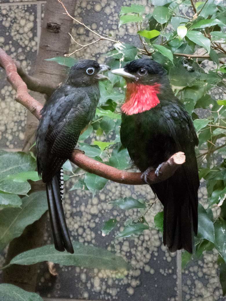 Weißschwanztrogon und Schild-Schmuckvogel am 28. Juli 2018 im Vogelhaus im Grünen Zoo Wuppertal