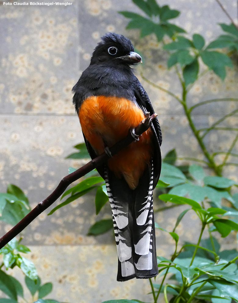 Weißschwanztrogon am 13. Februar 2019 im Vogel-Haus im Wuppertaler Zoo (Foto Claudia Böckstiegel-Wengler)