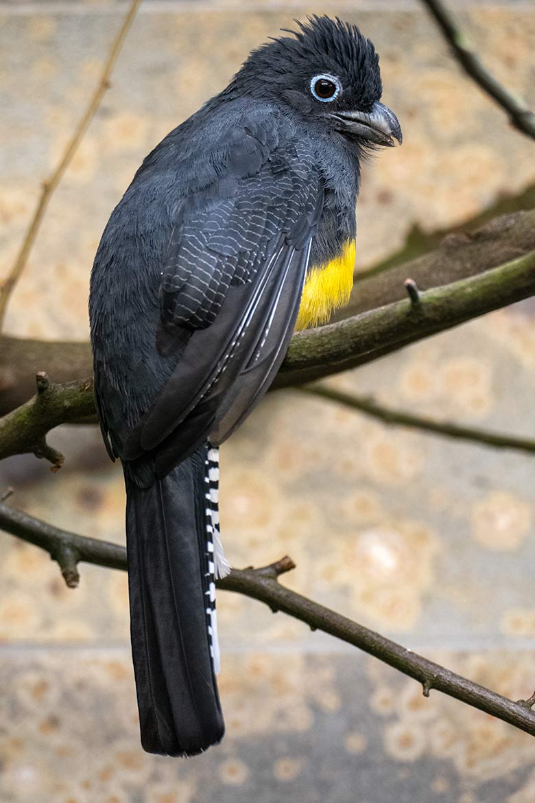 Weiblicher Weißschwanztrogon am 18. März 2022 in einem Schaugehege im Vogel-Haus im Grünen Zoo Wuppertal