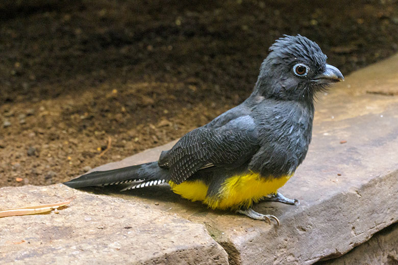 Weiblicher Weißschwanztrogon am 13. April 2022 in einem Schaugehege im Vogel-Haus im Wuppertaler Zoo