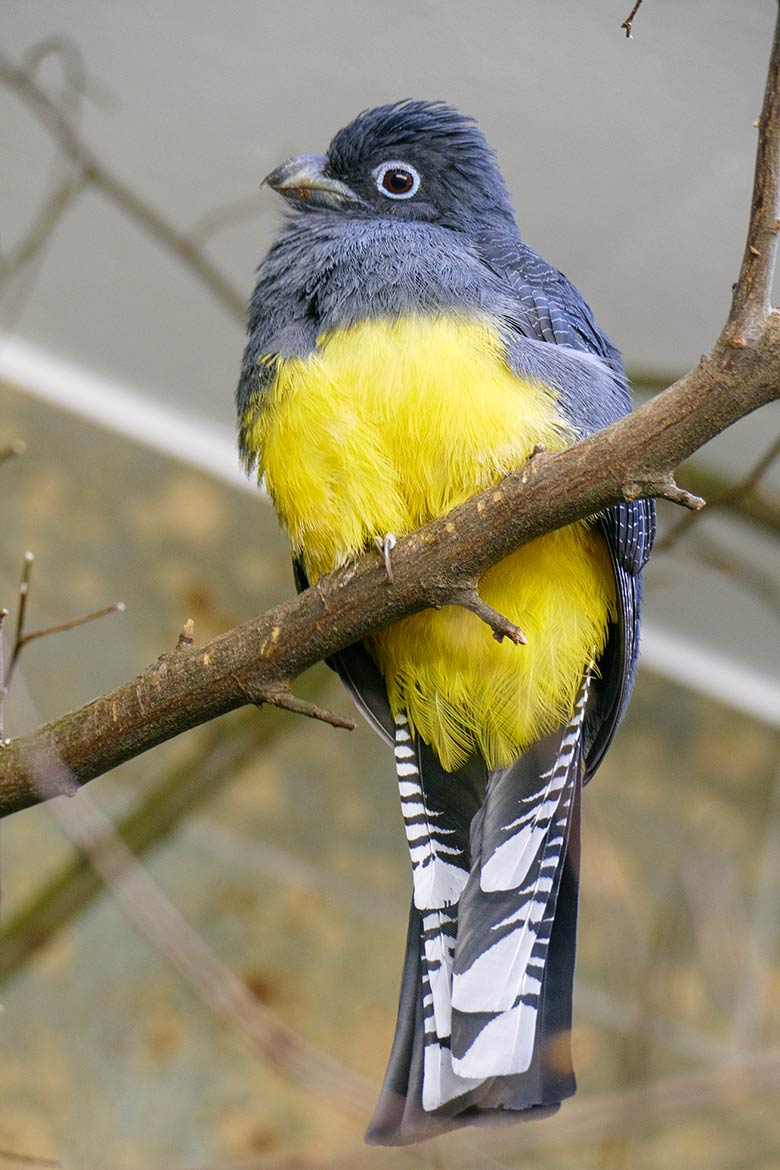 Weiblicher Weißschwanztrogon am 16. April 2022 in einem Schaugehege im Vogel-Haus im Zoo Wuppertal