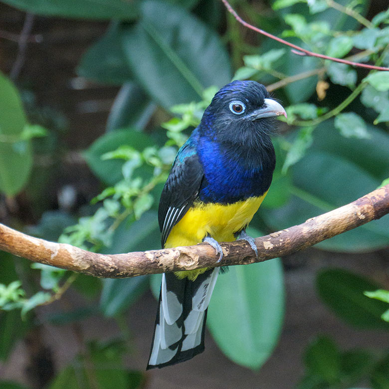 Männlicher Weißschwanztrogon am 23. April 2022 in der Freiflughalle am Vogel-Haus im Grünen Zoo Wuppertal