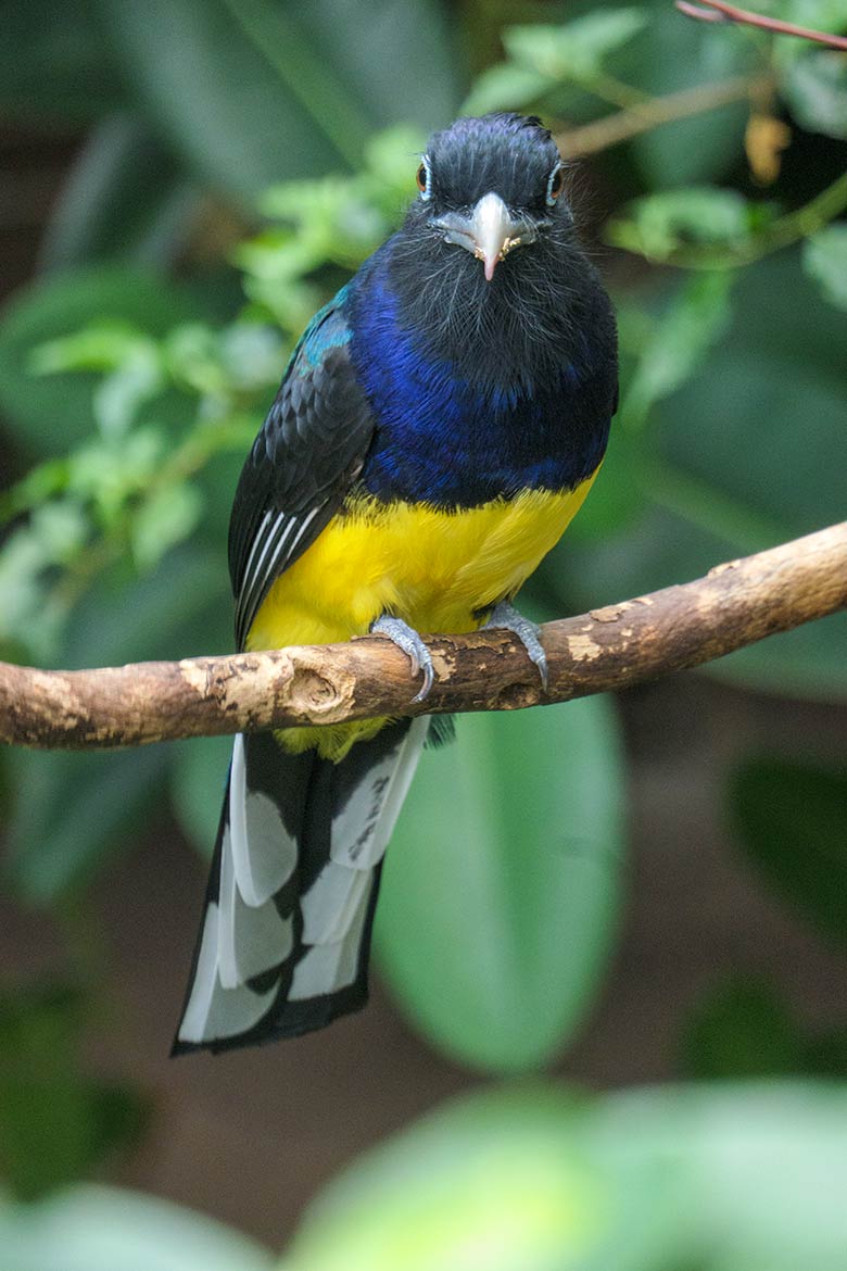 Männlicher Weißschwanztrogon am 23. April 2022 in der Freiflughalle am Vogel-Haus im Wuppertale Zoo