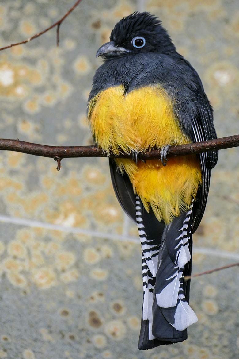 Weiblicher Weißschwanztrogon am 24. Februar 2023 in einem Schaugehege im Vogel-Haus im Grünen Zoo Wuppertal