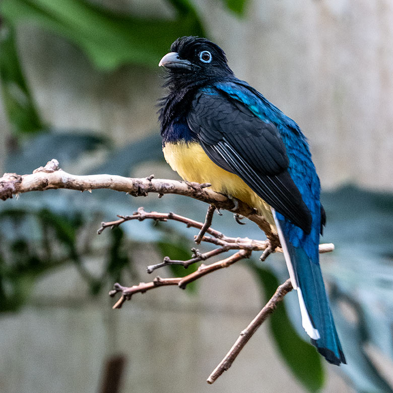 Männlicher Weißschwanztrogon am 6. März 2023 in der Freiflughalle am Vogel-Haus im Grünen Zoo Wuppertal