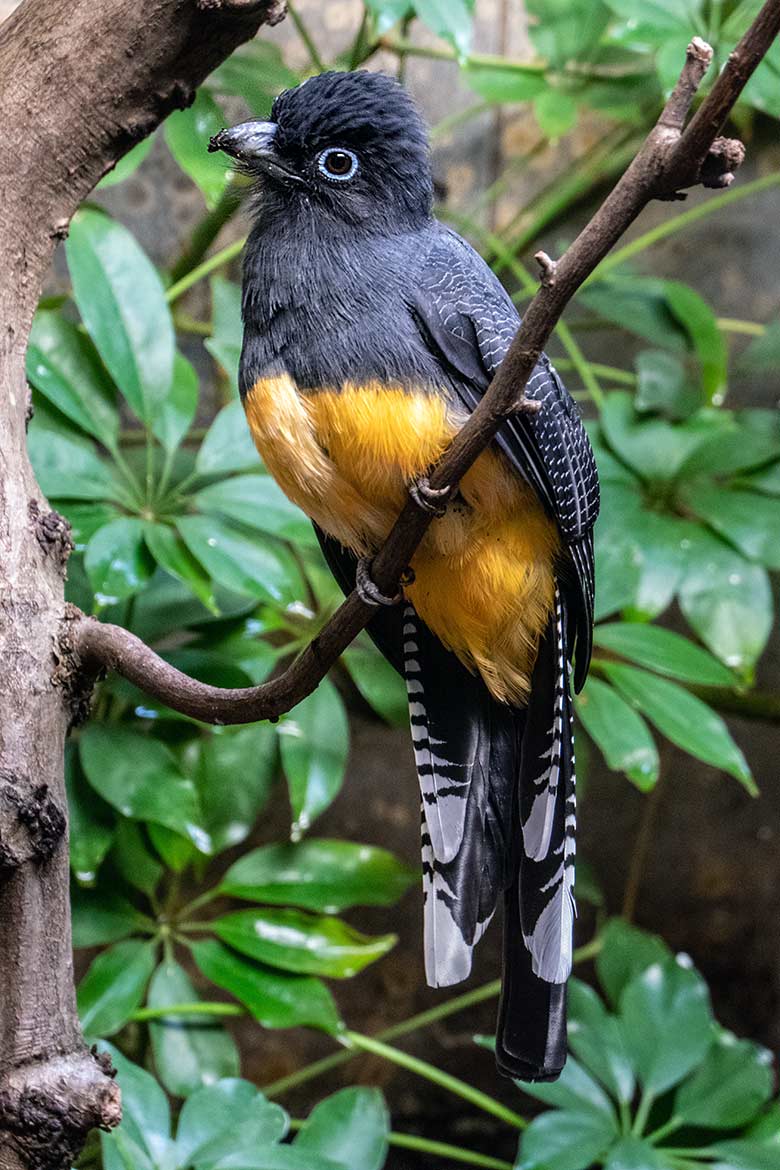 Weiblicher Weißschwanztrogon am 6. März 2023 in einem Schaugehege im Vogel-Haus im Grünen Zoo Wuppertal