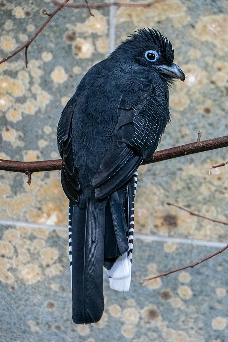 Weiblicher Weißschwanztrogon am 6. März 2023 in einem Schaugehege im Vogel-Haus im Wuppertaler Zoo