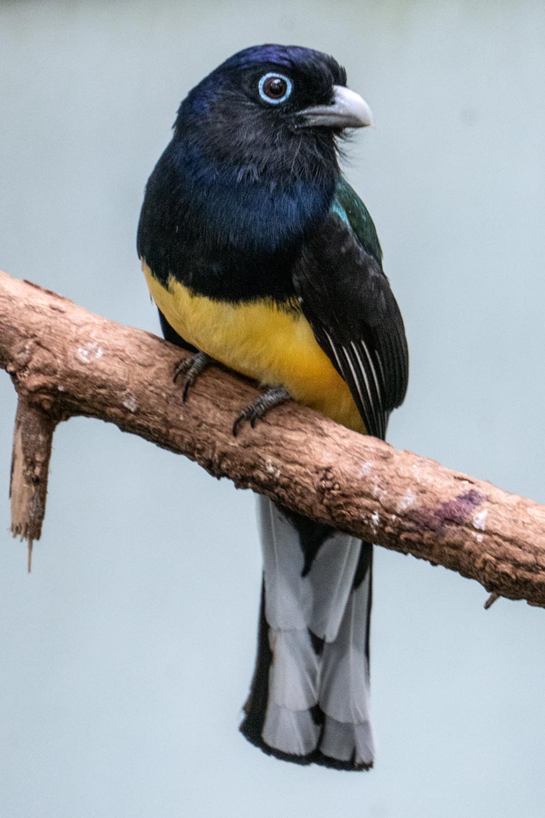 Der am 17. Mai 2023 aus dem Zoo Zürich neu nach Wuppertal gekommene männliche Weißschwanztrogon am 2. August 2023 in der Freiflughalle am Vogel-Haus im Zoo Wuppertal