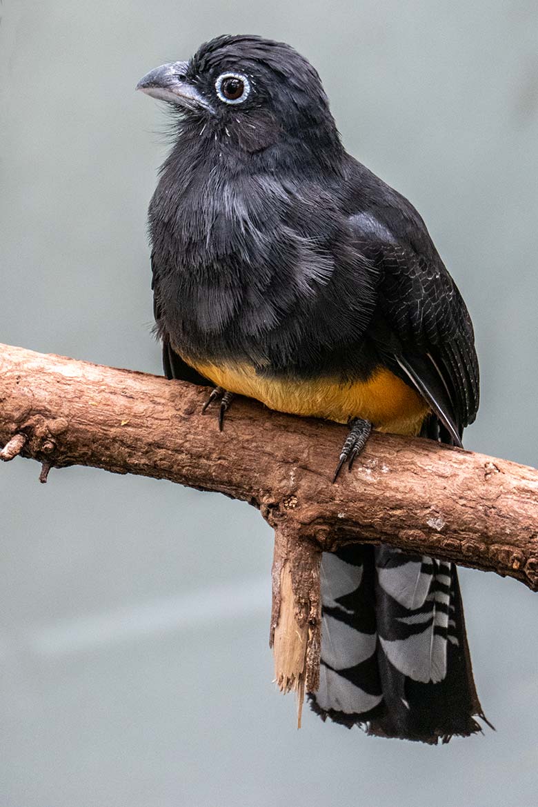 Der am 17. Mai 2023 aus dem Zoo Zürich neu nach Wuppertal gekommene weibliche Weißschwanztrogon am 26. August 2023 in der Freiflughalle am Vogel-Haus im Grünen Zoo Wuppertal