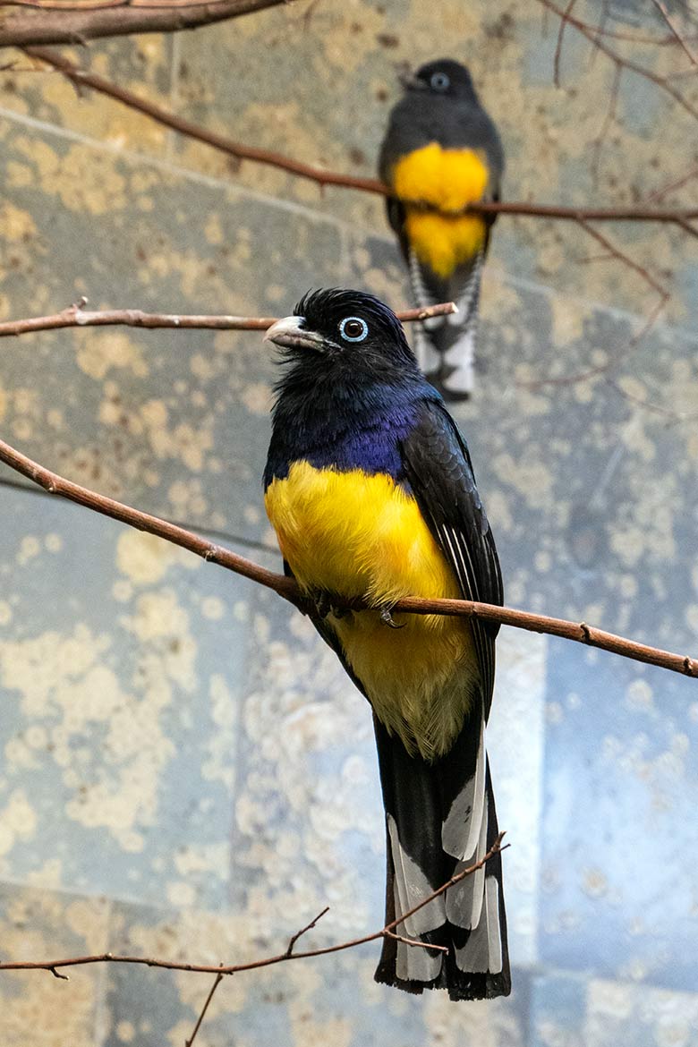 Männlicher Weißschwanztrogon und weiblicher Weißschwanztrogon (hinten) am 13. Oktober 2023 in einem Schaugehege im Vogel-Haus im Wuppertaler Zoo