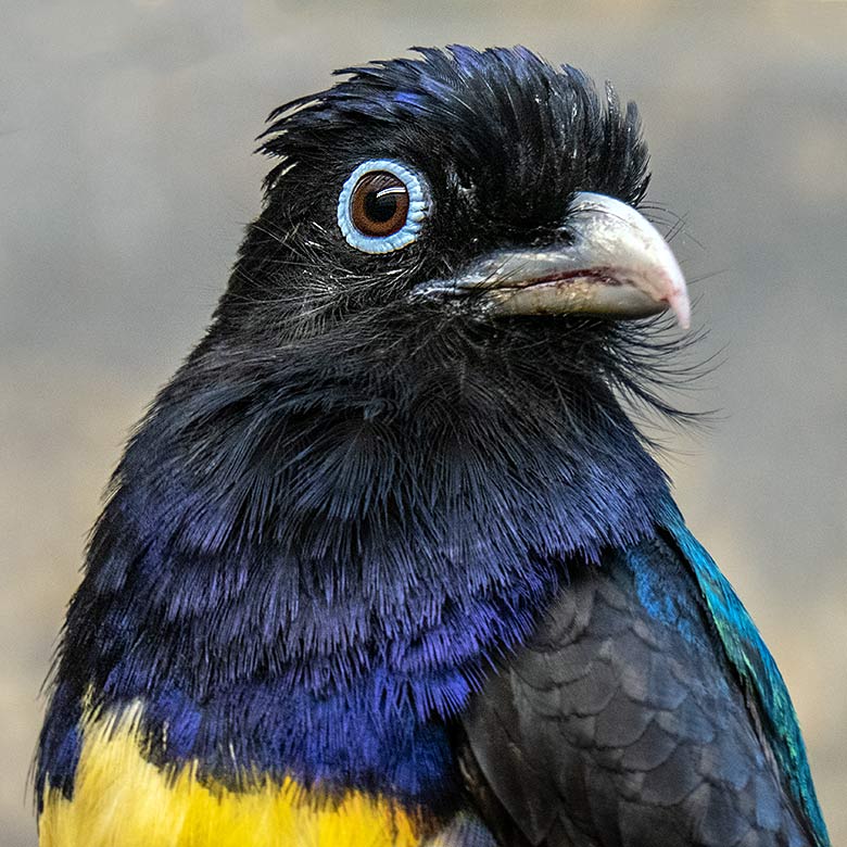 Männlicher Weißschwanztrogon am 13. Oktober 2023 in einem Schaugehege im Vogel-Haus im Zoologischen Garte Wuppertal