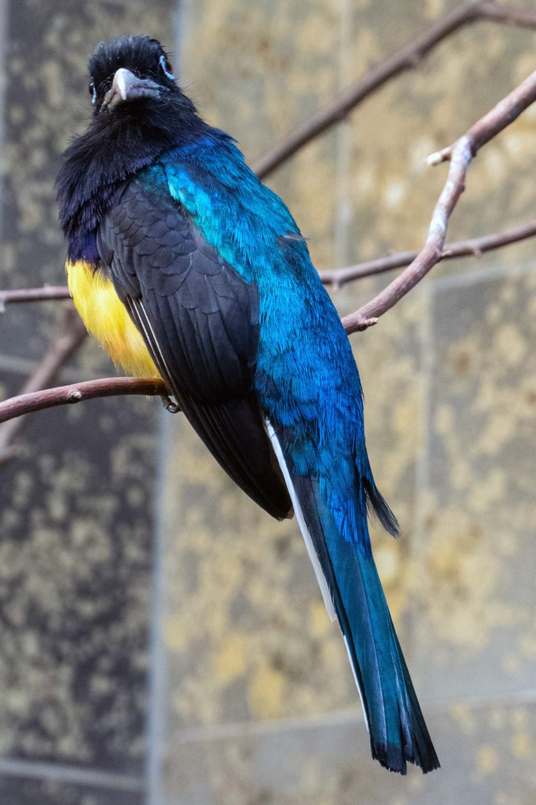 Männlicher Weißschwanztrogon am 13. Oktober 2023 in einem Schaugehege im Vogel-Haus im Grünen Zoo Wuppertal