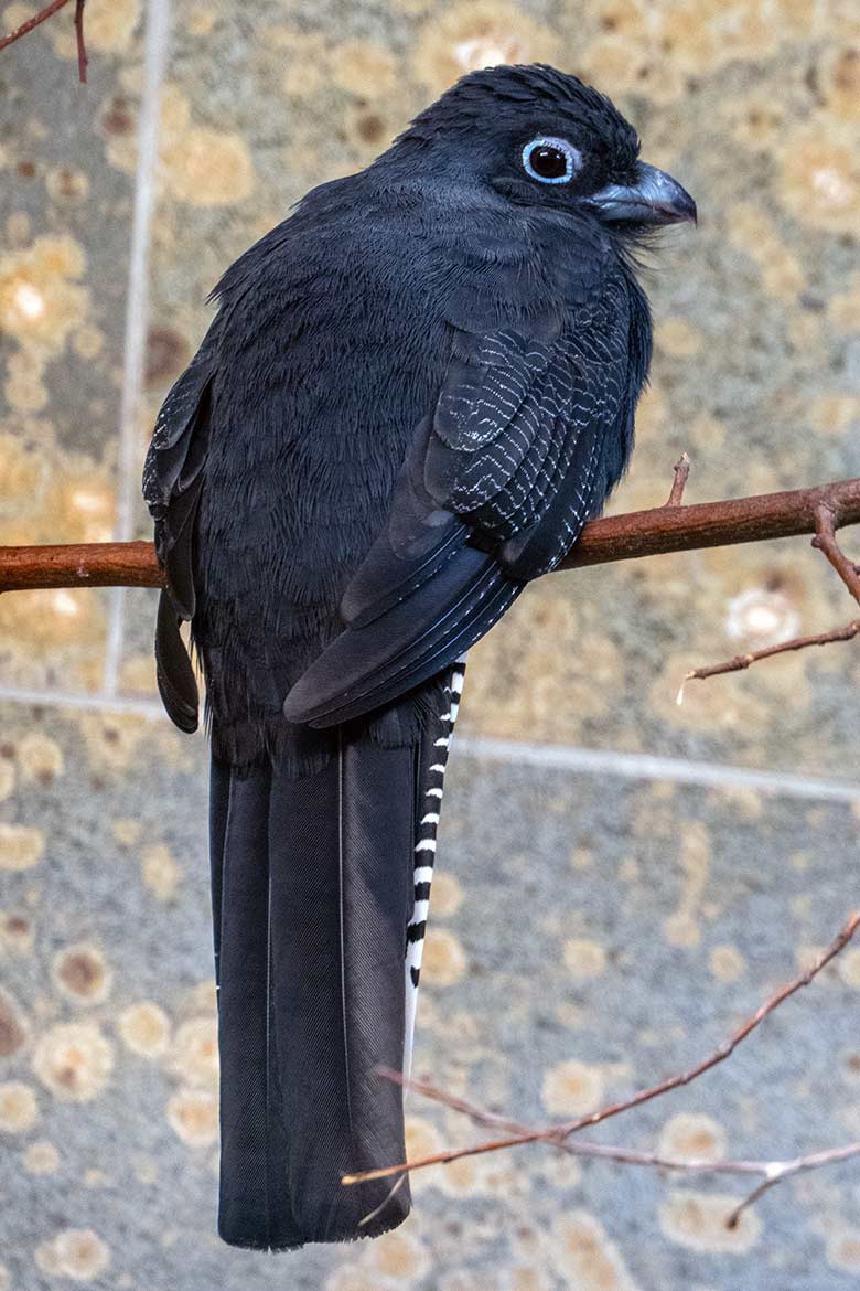 Weiblicher Weißschwanztrogon am 13. Oktober 2023 in einem Schaugehege im Vogel-Haus im Zoo Wuppertal