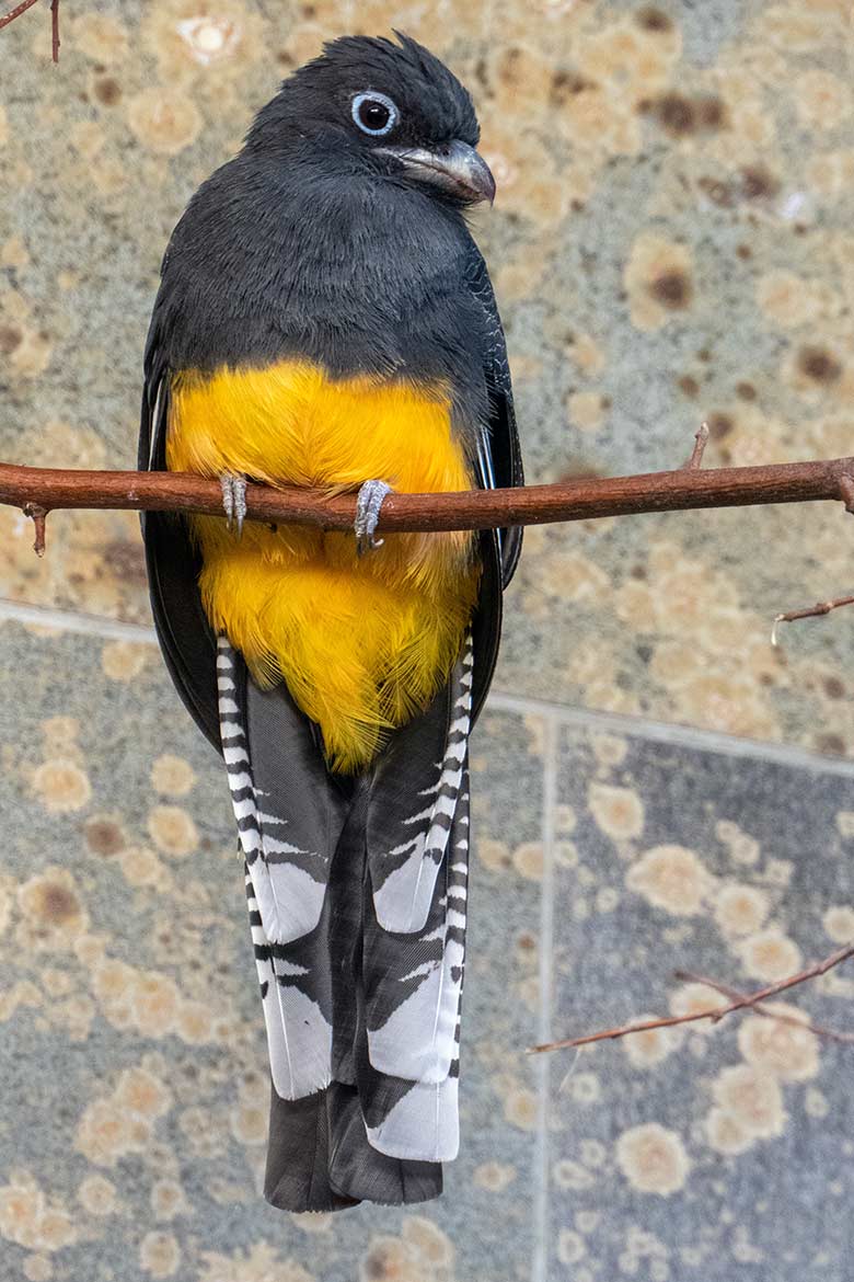 Weiblicher Weißschwanztrogon am 14. Oktober 2023 in einem Schaugehege im Vogel-Haus im Wuppertaler Zoo