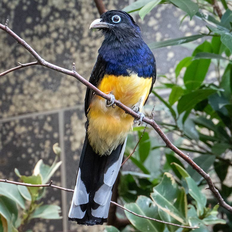 Männlicher Weißschwanztrogon am 15. Oktober 2023 in einem Schaugehege im Vogel-Haus im Grünen Zoo Wuppertal