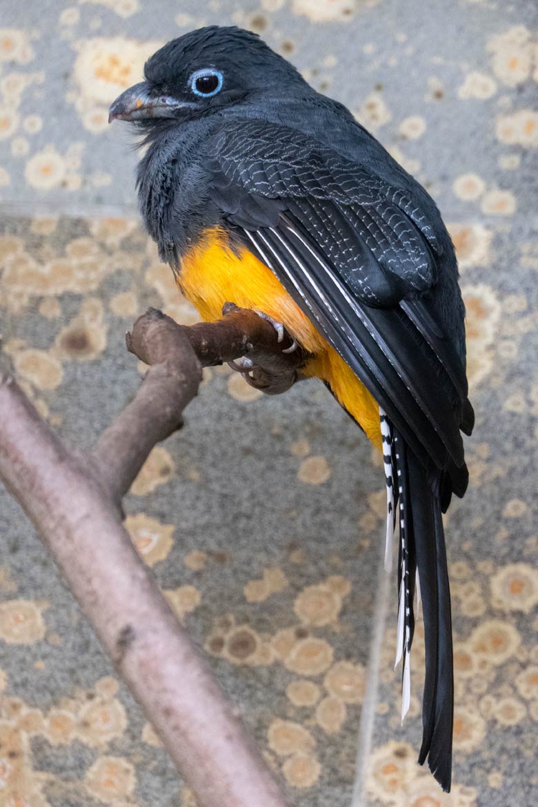 Weiblicher Weißschwanztrogon am 15. Oktober 2023 in einem Schaugehege im Vogel-Haus im Zoologischen Garten der Stadt Wuppertal