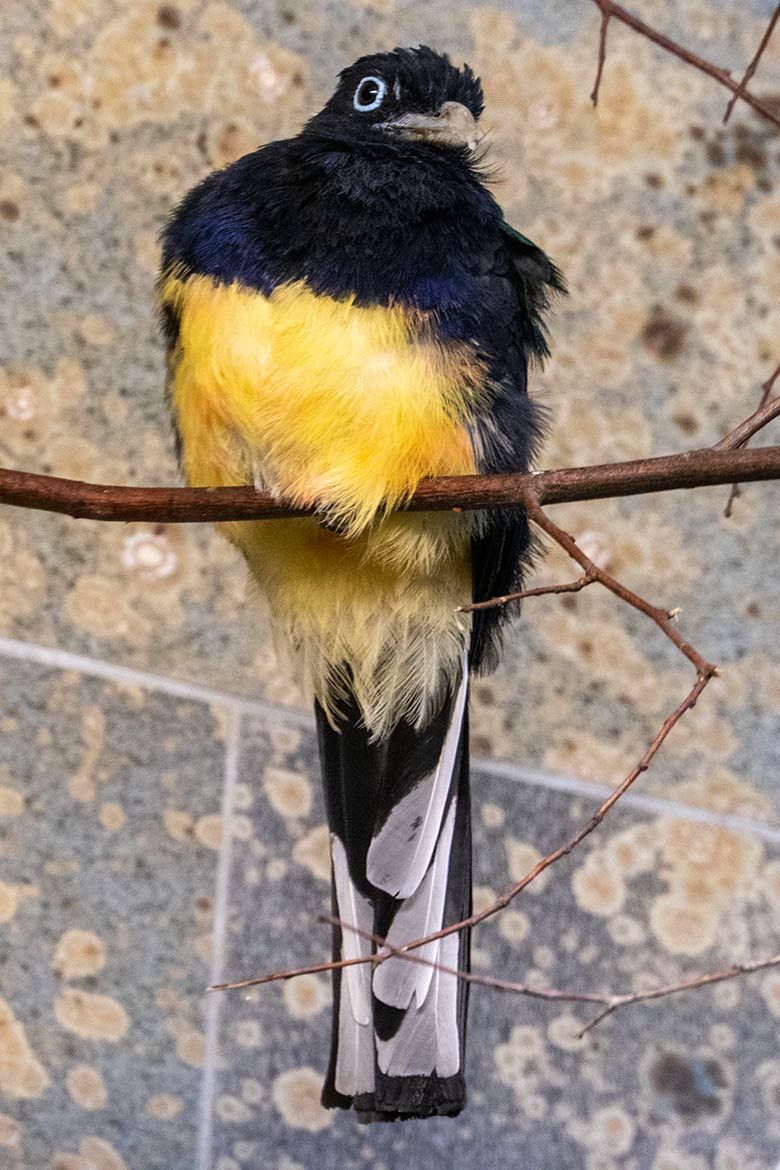 Männlicher Weißschwanztrogon am 12. Dezember 2023 in der linken Innenvoliere Nr. 4 im Vogel-Haus im Grünen Zoo Wuppertal