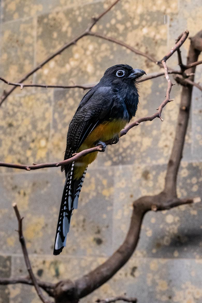 Weiblicher Weißschwanztrogon am 12. Dezember 2023 in der linken Innenvoliere Nr. 4 im Vogel-Haus im Wuppertaler Zoo