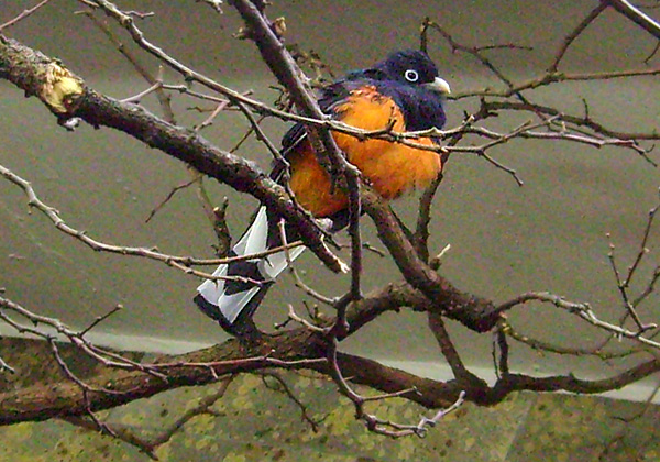 Weißschwanztrogon im Wuppertaler Zoo im Januar 2009