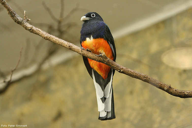 Weißschwanztrogon im Wuppertaler Zoo im Januar 2008 (Foto Peter Emmert)