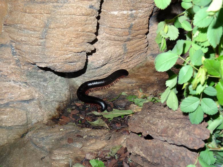 Afrikanischer Riesentausendfüßer am 14. April 2017 im Terrarium im Zoo Wuppertal