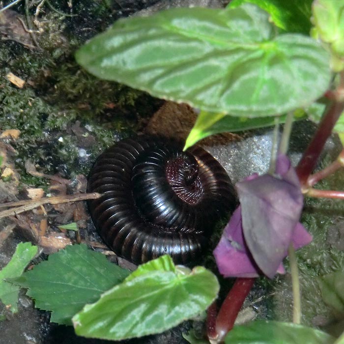 Riesenschnurfüßer im Wuppertaler Zoo im Juli 2014