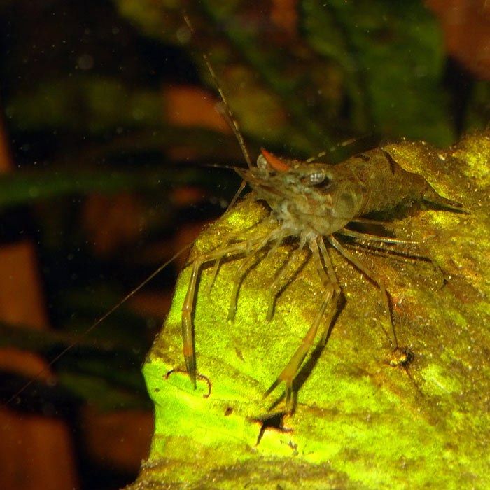 Ringelhand-Garnele im Wuppertaler Zoo im Januar 2016