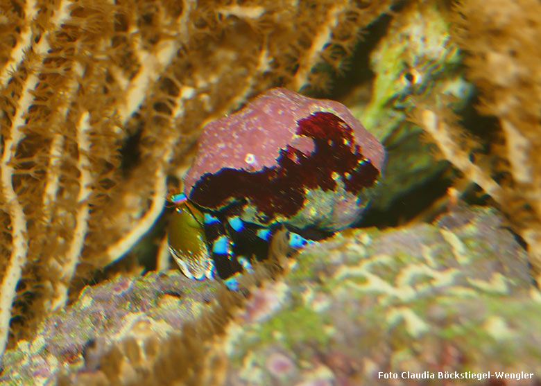 Blauer Halloween Einsiedlerkrebs am 29. April 2019 im Aquarium im Grünen Zoo Wuppertal (Foto Claudia Böckstiegel-Wengler)