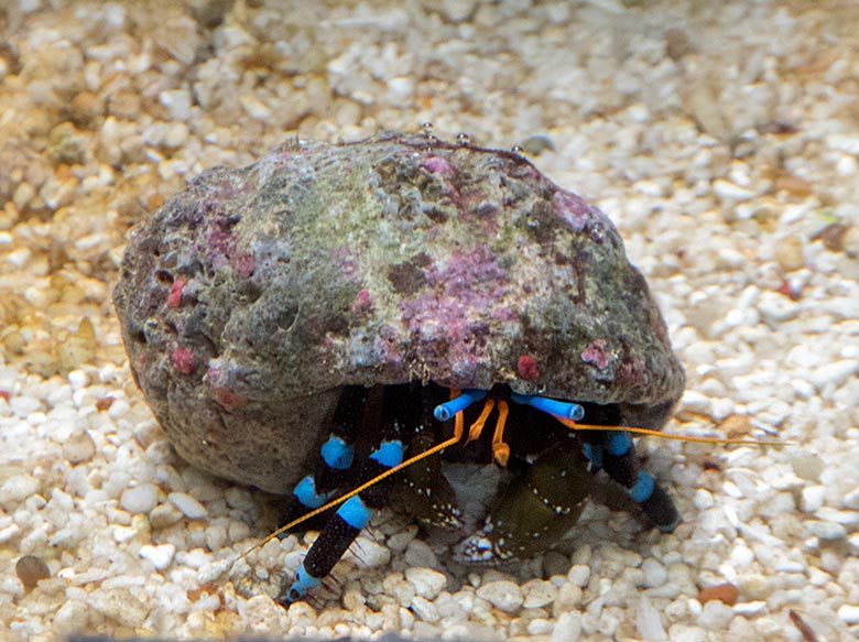 Blauer Halloween-Einsiedlerkrebs am 4. Mai 2019 im Aquarium im Grünen Zoo Wuppertal