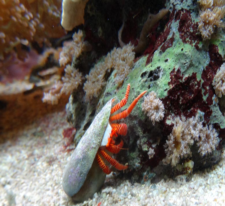 Gestreifter Einsiedlerkrebs am 28. Mai 2017 im Aquarium im Zoo Wuppertal