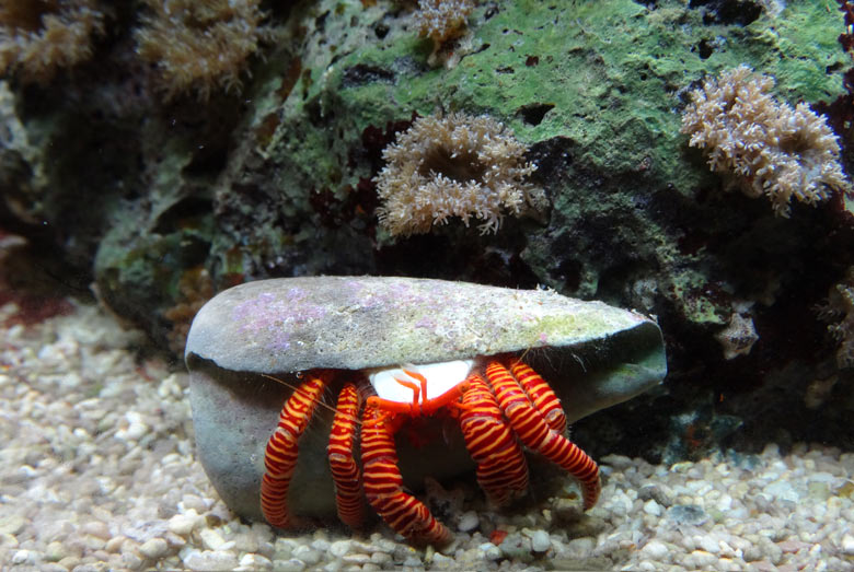 Gestreifter Einsiedlerkrebs am 28. Mai 2017 im Aquarium im Zoologischen Garten der Stadt Wuppertal