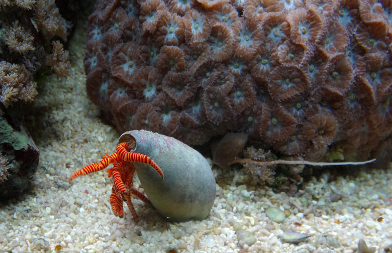 Gestreifter Einsiedlerkrebs am 28. Mai 2017 im Aquarium im Grünen Zoo Wuppertal