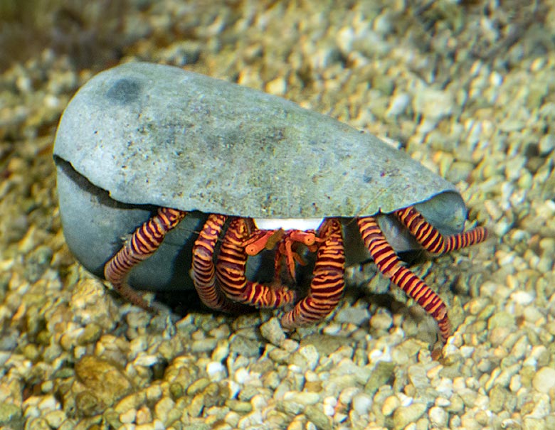 Gestreifter Einsiedlerkrebs am 4. Mai 2019 im Aquarium im Wuppertaler Zoo