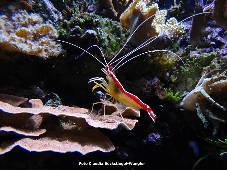 Weißband-Putzergarnele am 10. August 2012 im Aquarium im Wuppertaler Zoo (Foto Claudia Böckstiegel-Wengler)