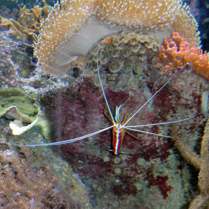 Weißband-Putzergarnele im Wuppertaler Zoo im August 2014