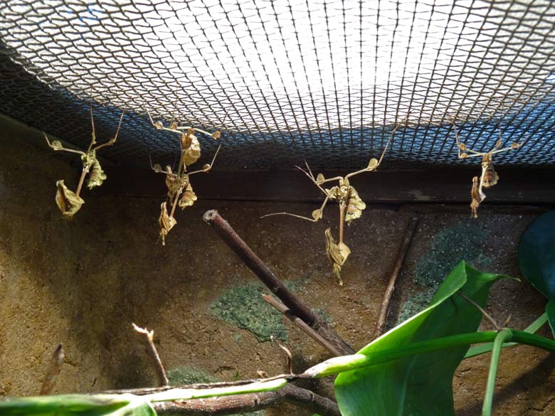 Wandelnde Geigen am 25. März 2017 im Terrarium im Zoologischen Garten der Stadt Wuppertal