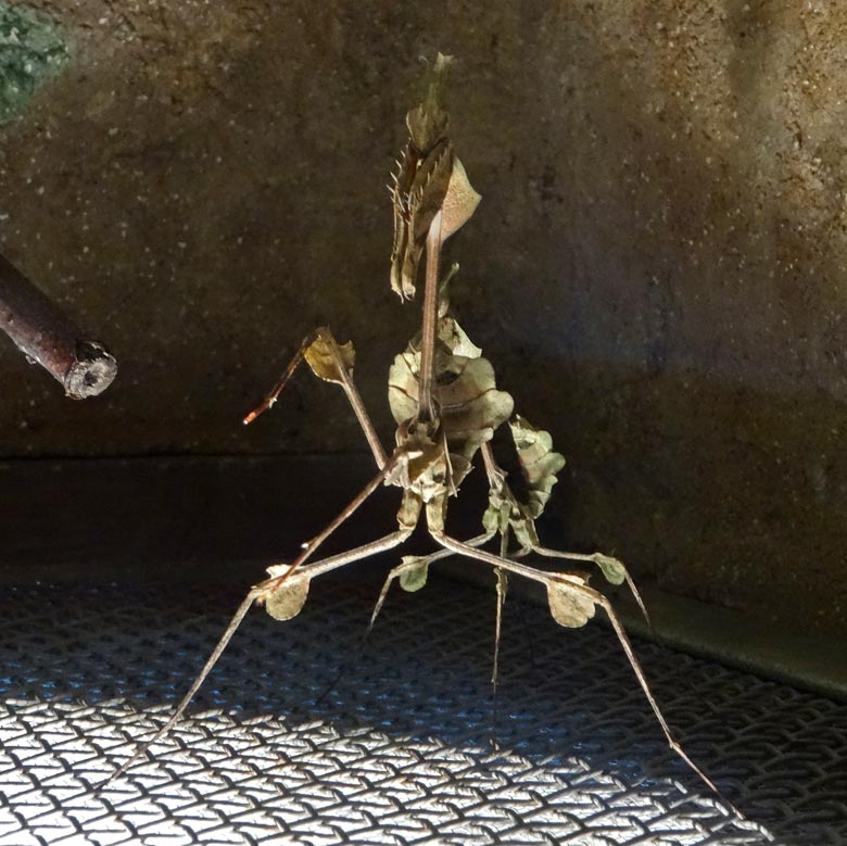 Wandelnde Geige am 25. März 2017 im Terrarium im Zoo Wuppertal. Zur besseren Betrachtung wurde das Bild um 180 Grad gedreht