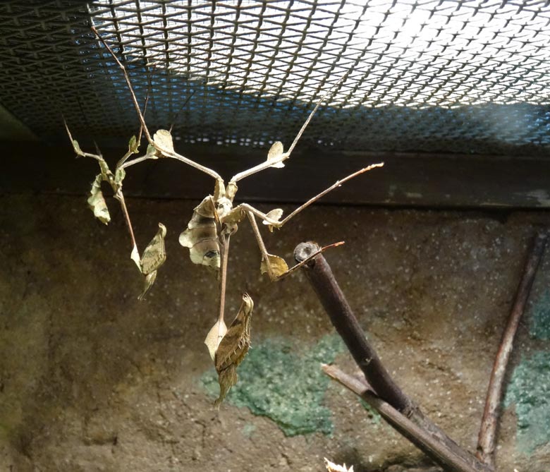 Wandelnde Geigen am 25. März 2017 im Terrarium im Wuppertaler Zoo