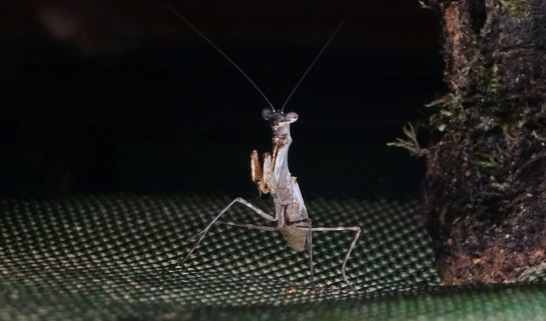 Gottesanbeterin (Parasphendale agrionina) am 26. Mai 2016 im Terrarium im Menschenaffenhaus im Zoologischen Garten Wuppertal