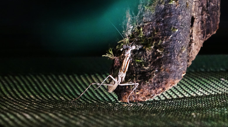 Gottesanbeterin (Parasphendale agrionina) am 26. Mai 2016 im Terrarium im Menschenaffenhaus im Zoologischen Garten Wuppertal