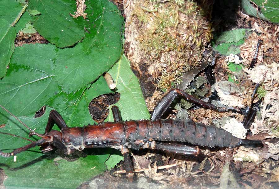 Dorngespenstschrecke im Zoologischen Garten Wuppertal im Mai 2015