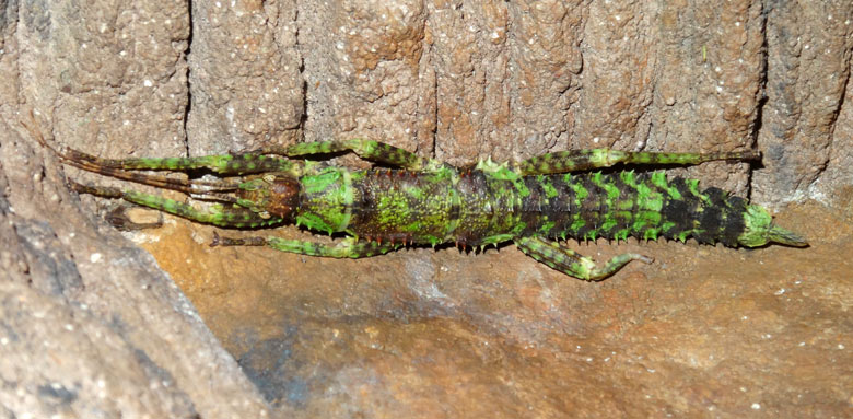 Dorngespenstschrecke am 17. September 2016 im Terrarium im Wuppertaler Zoo