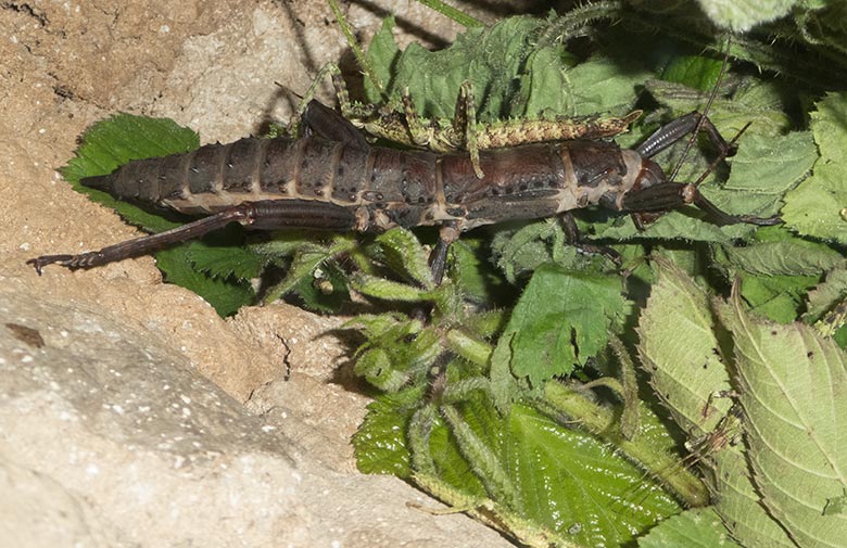 Adulte Dorngespenstschrecke und Dorngespenstschrecken-Jungtier am 2. Mai 2019 im Terrarium im Grünen Zoo Wuppertal