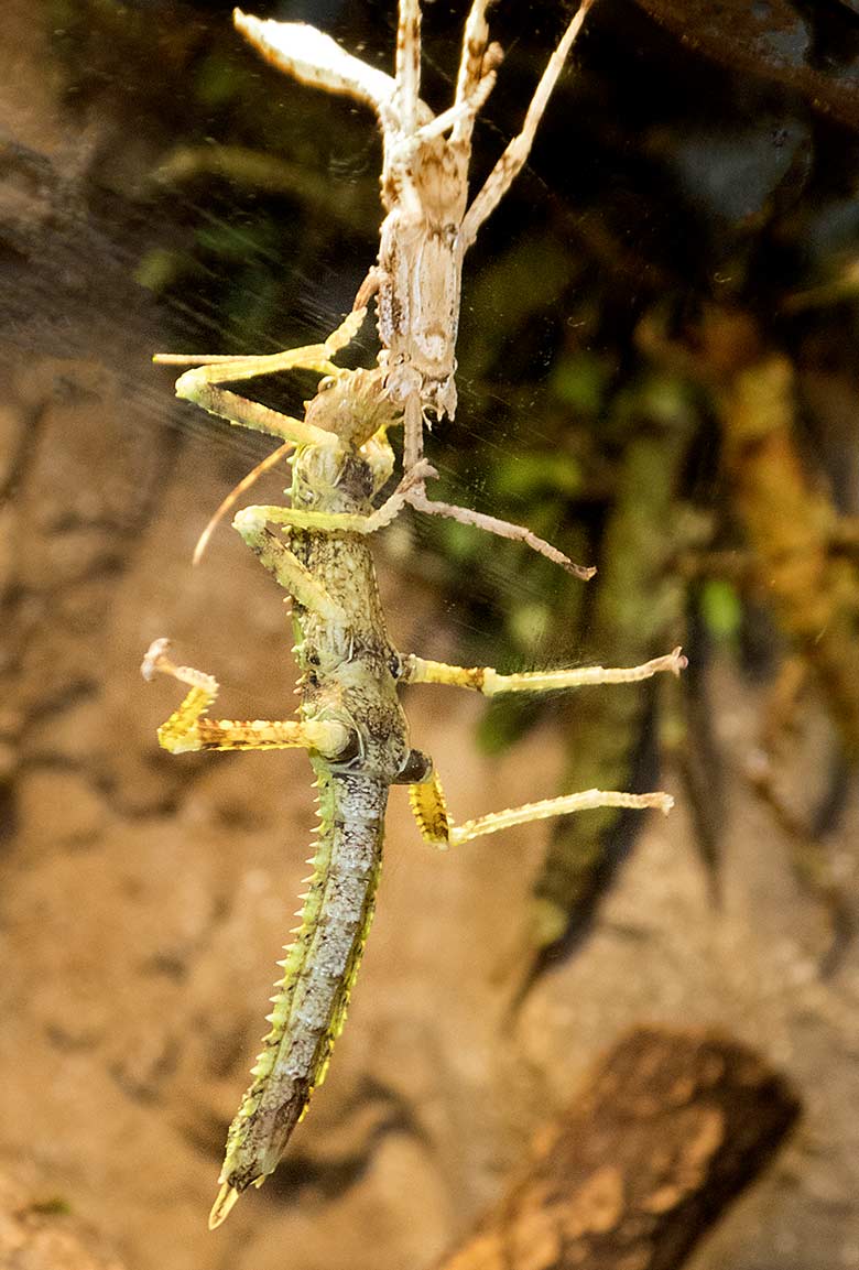 Dorngespenstschrecke nach der Häutung am 2. Mai 2019 im Terrarium im Wuppertaler Zoo