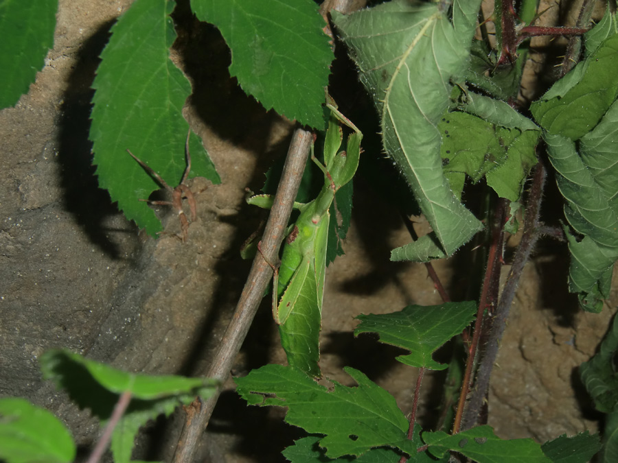 Wandelndes Blatt im Wuppertaler Zoo im Juni 2010