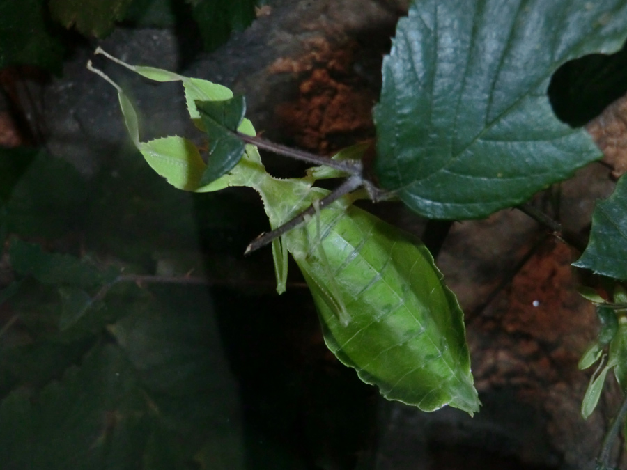 Wandelndes Blatt im Zoo Wuppertal im Oktober 2012