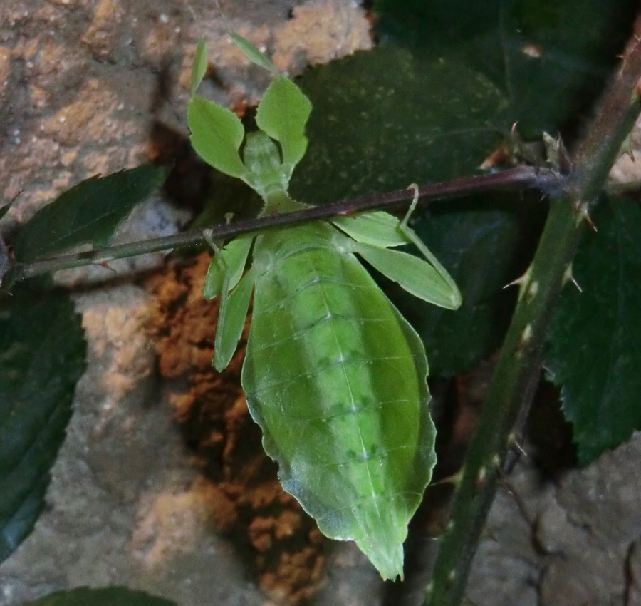 Wandelndes Blatt im Zoo Wuppertal im November 2012