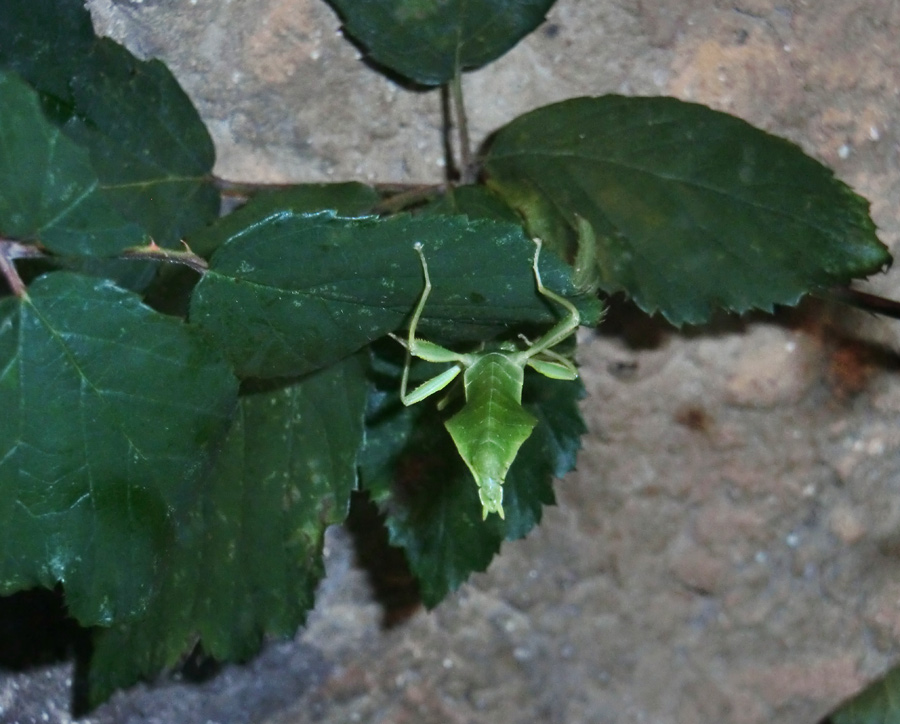 Wandelndes Blatt im Zoologischen Garten Wuppertal im November 2012